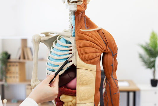 Anatomy & Physiology